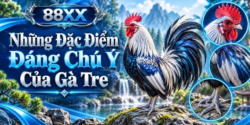 Những Đặc Điểm Đáng Chú Ý Của Gà Tre